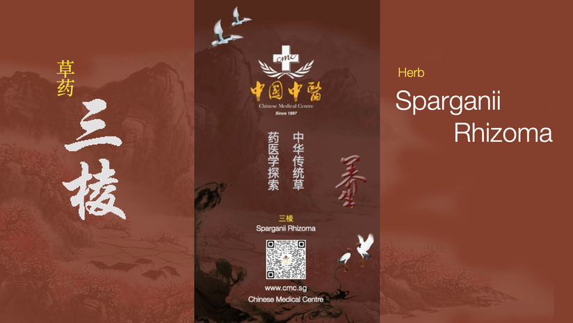 TCM 草药三棱 / Herb Sparganii Rhizoma